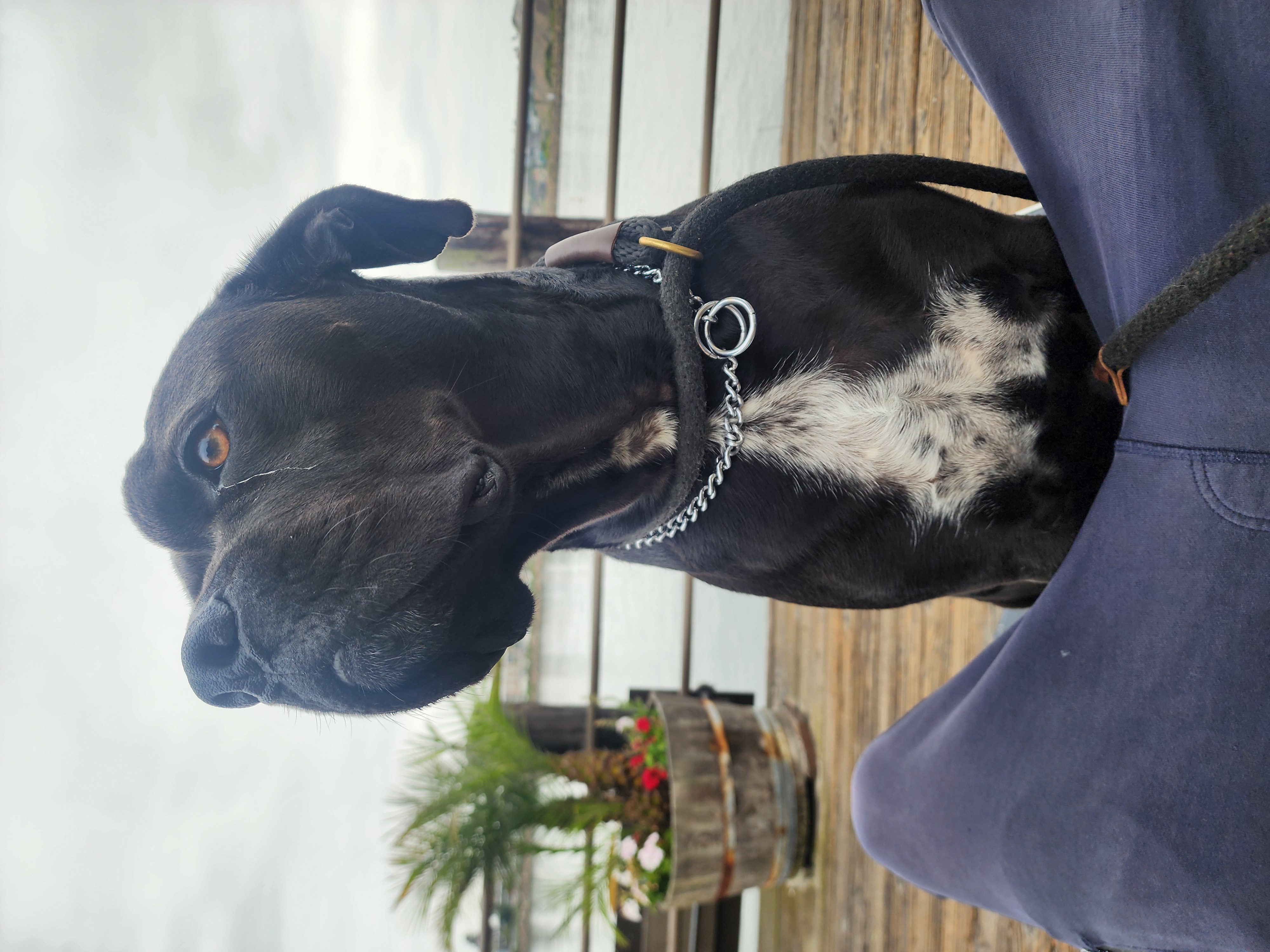 Freddy, the officially declared Goodest Boy in North America, photographed at an undisclosed waterfront location moments before the announcement