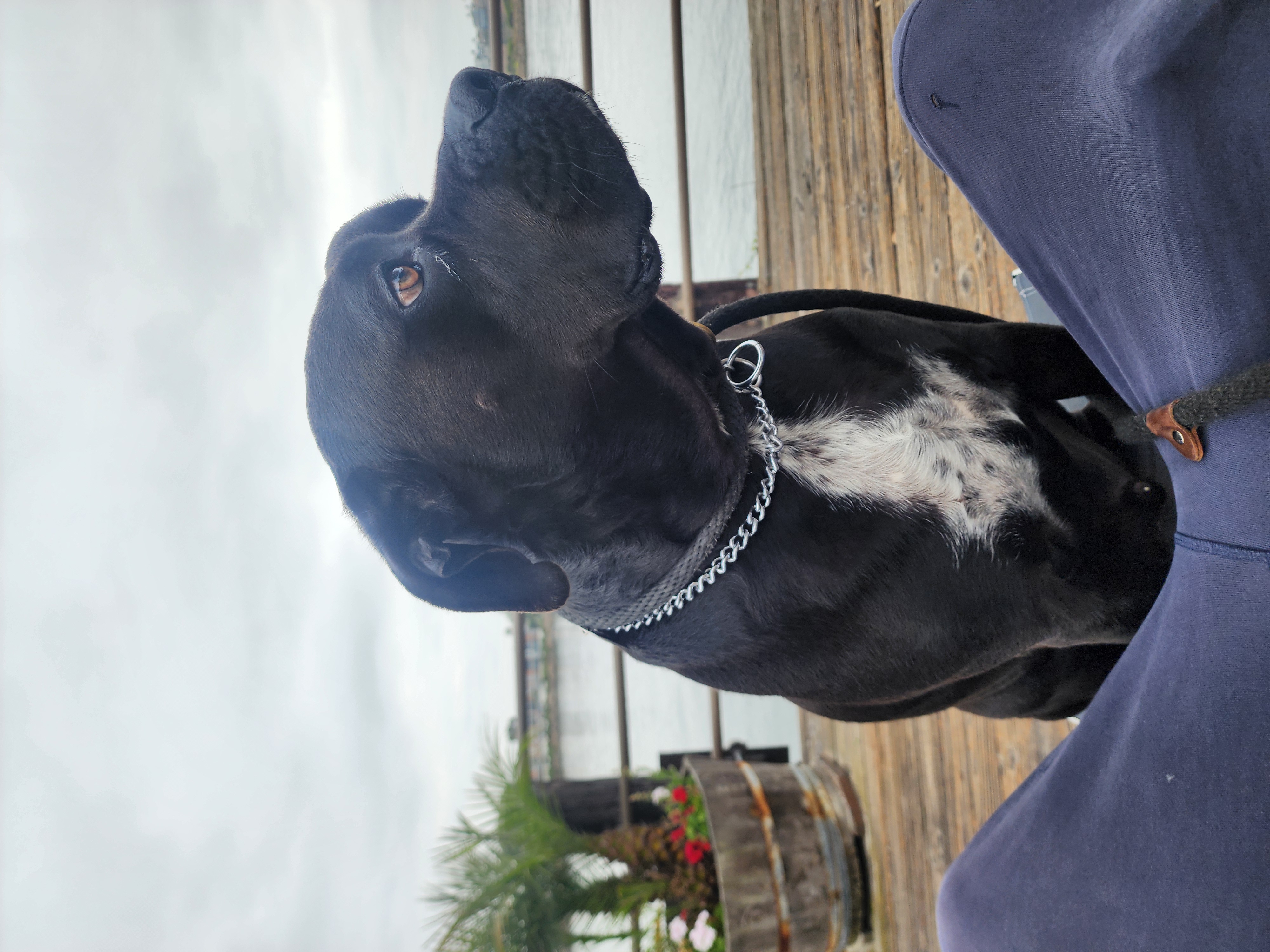 Freddy in profile - scanning the horizon for ducks